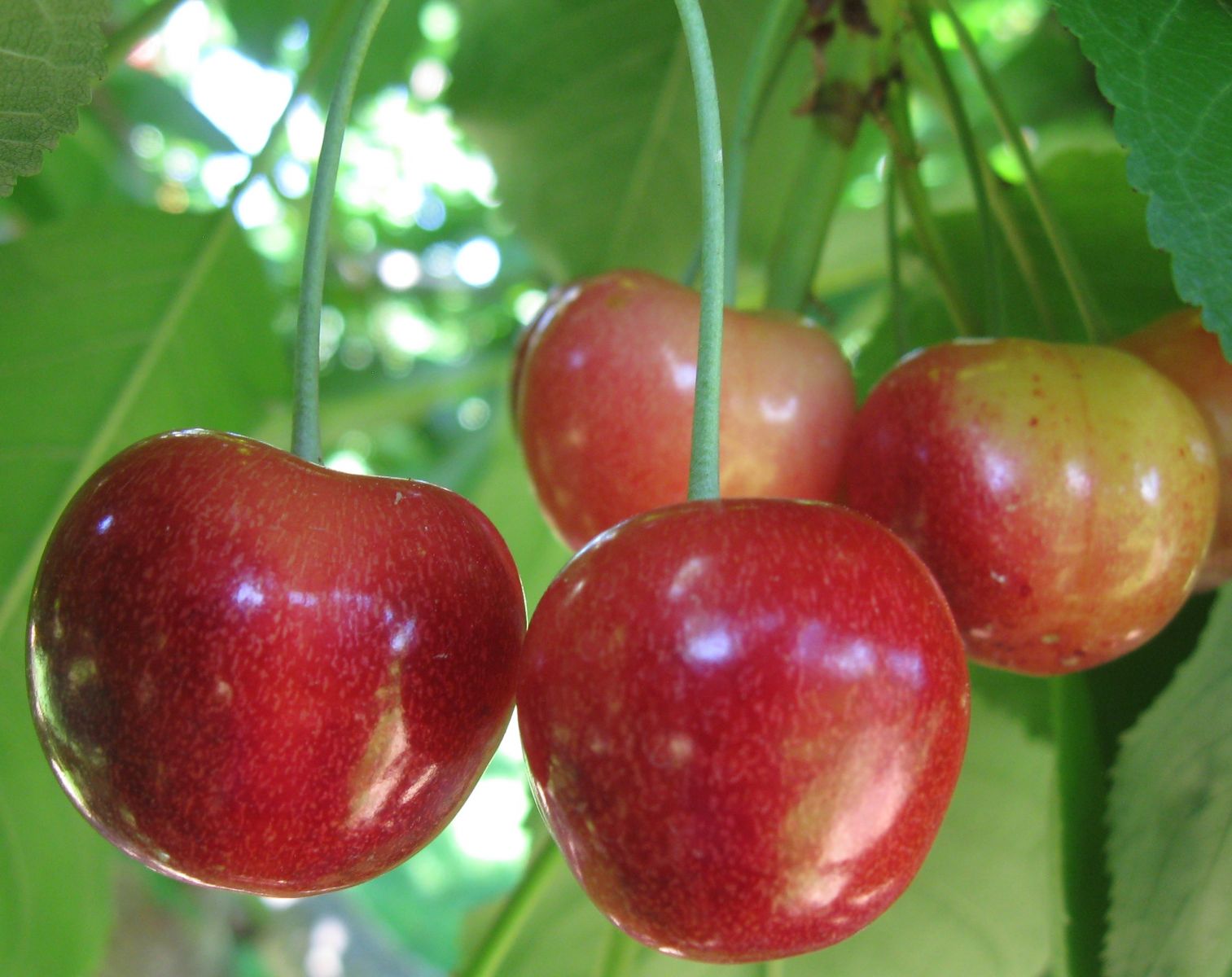 Cherry Varieties BC Tree Fruit Production Guide
